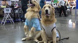 Photogenic pooches line up for Thailand International Dog Show