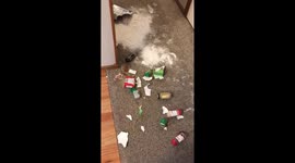 Mischievous dogs
