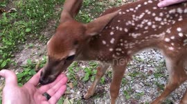 US family has close encounter with 'friendly' baby deer