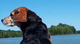 Dog ears in the wind