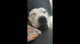 Dog (Staffie) Snoring