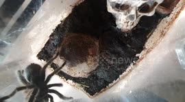 TARANTULA vs LOCUST ._._.The ultimate staring competition