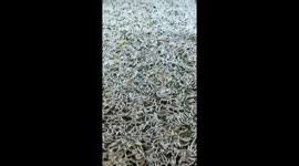 The woman raised thousands of silkworms in her home
