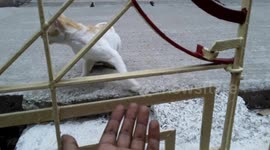 My funny cat fighting with me and crying