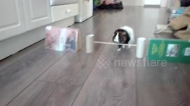 Spin-nea pig! Agile guinea pig performs many tricks including pirouetting after owner