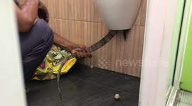 Hapless monitor lizard rescued after getting stuck in coffee shop urinal