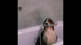 Bath time, the genius