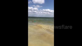 Dog Mermaid