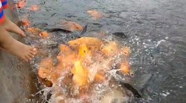trying kid to soak feet to fishes