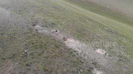 Gopher in  a Hole, Kyrgyzstan, Tash Rabat - Silk Road to Chine, Nature, Central Asia, South of Naryn…