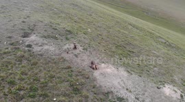 Gopher in  a Hole, Kyrgyzstan, Mountain of Tash Rabat, Nature, Central Asia, South of Naryn…