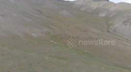 Gopher, Sheep on the run, Kyrgyzstan, Tash Rabat