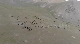 Sheeps, Kyrgyzstan, Tash Rabat - Silk Road to Chine, Mountain of Tash Rabat, Nature, Central Asia, South of Naryn…