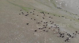 Sheeps, Kyrgyzstan, Tash Rabat - Silk Road to Chine, Mountain of Tash Rabat, Nature, Central Asia, South of Naryn…