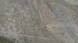 Sheep on the run, Tash Rabat, Kyrgizstan...