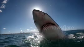 Agile great white shark eclipses the sun during incredible slow-mo leap