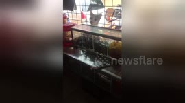 Hilarious moment sneaky stray cat shoplifts candy from Philippines store