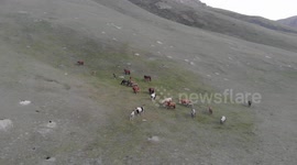 Horses got together, Kyrgyzstan, Tash Rabat - Silk Road to Chine.