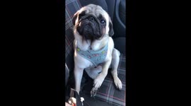 Pug gets stung by bee on the paw!