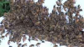 Beehive Entrance