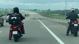Motorists stop traffic allowing gaggle of geese to cross Canadian highway