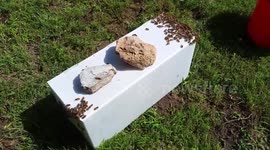 Bee Swarm Moved to Nucleus Hive