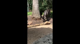 Dog befriends baby bird part 1
