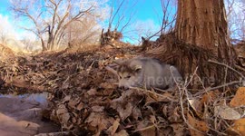 Adorable Puppy Chews Stick by Creek