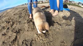 Cutest Puppy's First Time At the Beach!