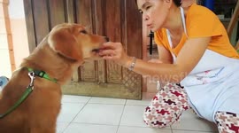 Smart labrador shows off math skills to get treats from owner