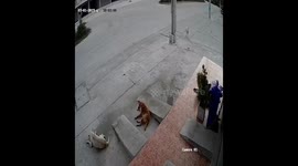Male Dog Tries To Impress 'Girlfriend' But Fails