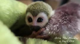 Meet Ollie, the adorable squirrel monkey who can spin, jump, pop lids off cans of crisps, and disassemble wooden toy puzzles ON DEMAND