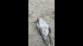 Melodramatic goose 'fakes its own death' to escape farmer in Vietnam
