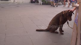 Sitting Dog in the street near coffee table