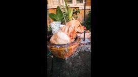Golden Retriver Cools Off In Clay Basin