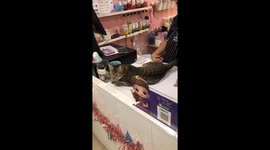 Free Running Cat Jumps Across Tables