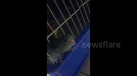 Tiny bird makes a Houdini-like escape by squeezing through the bars of its cage