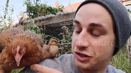 Orphaned duckling who miraculously survived when its mother and siblings were all killed on busy road is now being raised by a CHICKEN