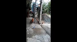 The funny battle between the monkey and the chicken