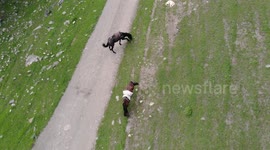 Drone video of Horses on the road to Altyn Arashan River
