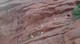 Drone Video of Mountain Goats on Seven Bulls Rock Formation, Karakol, Kyrgyzstan.