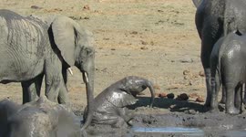 Clumsy baby elephant needs help from big sister to escape mud