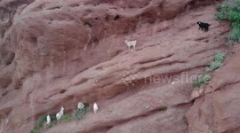 Drone Video of Mountain Goats on Seven Bulls Rock Formation, Karakol, Kyrgyzstan.