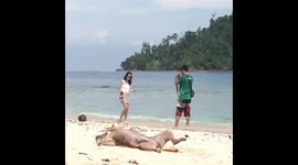 funny behavior like a dog like a photo of a beachside model