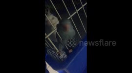 Tiny bird makes a Houdini-like escape by squeezing through the bars of its cage