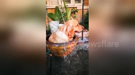 Golden retriever cools off inside clay basin in Thailand