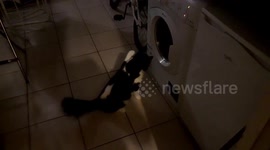 Cat attacks washing machine