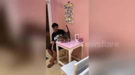 'Cheetah' cat shows off her incredible jumps across tables and high fives owner