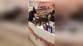 'Cheetah' cat shows off her incredible jumps across tables and high fives owner