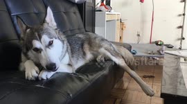 Husky/Shepherd adorably chews her treat while lounging on the couch!